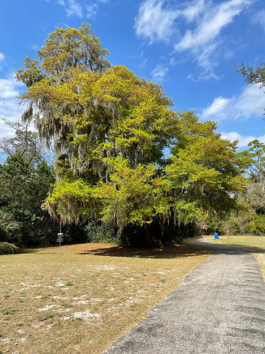 Beautiful Oak Tree at Ed Austin Regional Park